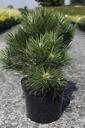 Pinus nigra 'Nana' cont. 7,5L 30/+ cm