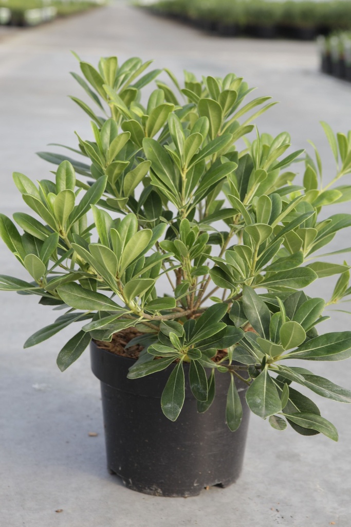 Pittosporum tobira 'Nanum' cont. 3L 25/+ cm +p