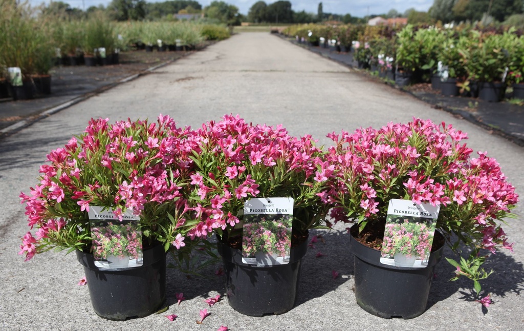 Weigela Picobella® ROSA (PBR) cont. 3,6L 30/+ cm +f
