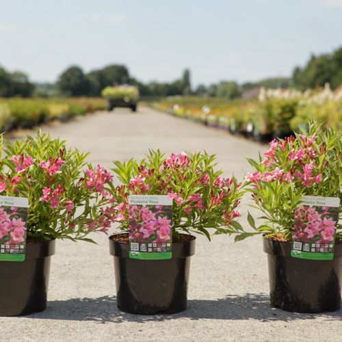 Weigela Picobella® ROSA (PBR) cont. 3,6L 30/+ cm +p
