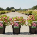 Weigela Picobella® ROSA (PBR) cont. 3,6L 30/+ cm +p