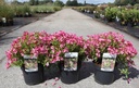 Weigela Picobella® ROSA (PBR) cont. 3,6L 30/+ cm +p