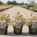 Weigela ALL SUMMER® MONET (PBR) cont. 3,6L 30/+ cm +B