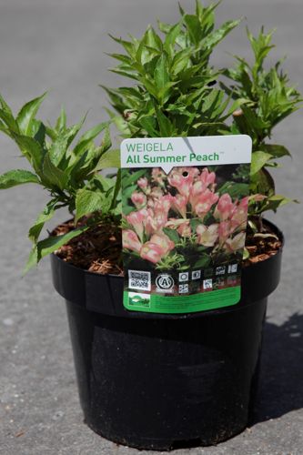 Weigela ALL SUMMER® PEACH (PBR) cont. 3,6L 30/+ cm +p