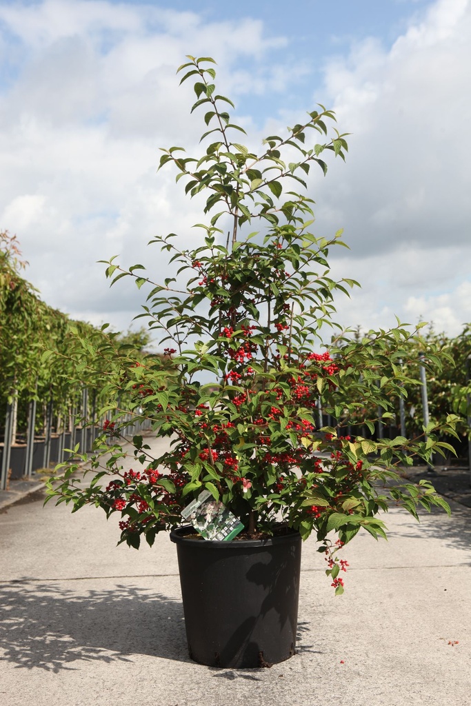 Viburnum plicatum KILIMANDJARO SUNRISE (PBR) cont. 25L 100-125 cm +B