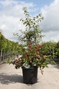Viburnum plicatum KILIMANDJARO SUNRISE (PBR) cont. 25L 100-125 cm +B