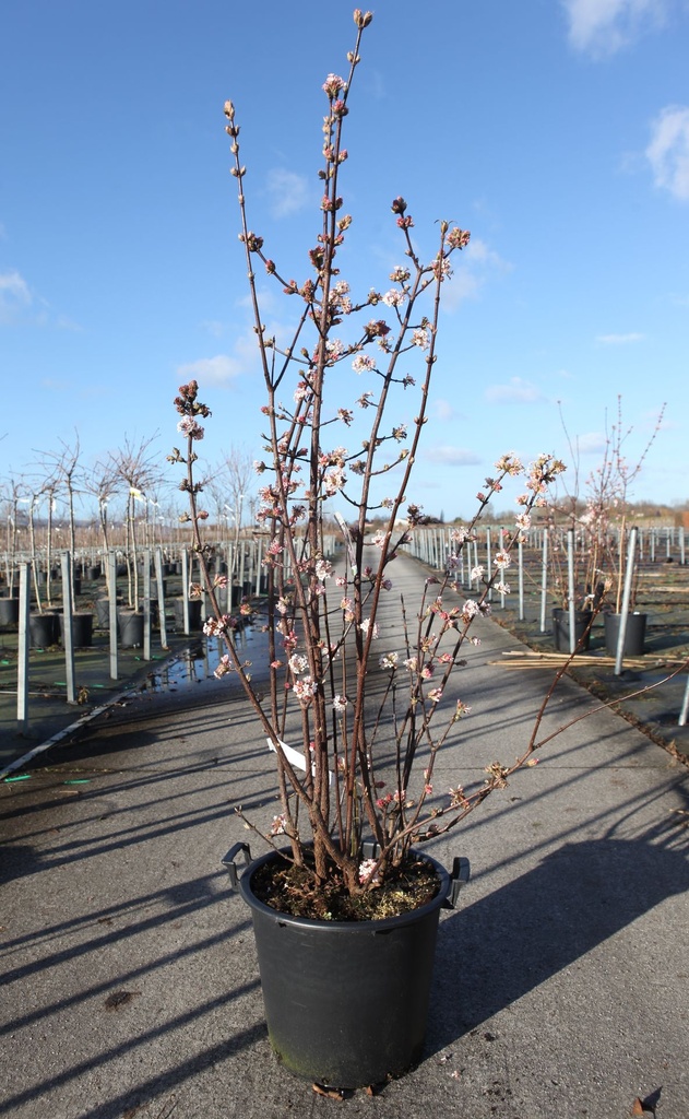 Viburnum bodnantense 'Charles Lamont' cont. 30L 125-150 cm +p