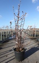 Viburnum bodnantense 'Charles Lamont' cont. 30L 125-150 cm +p