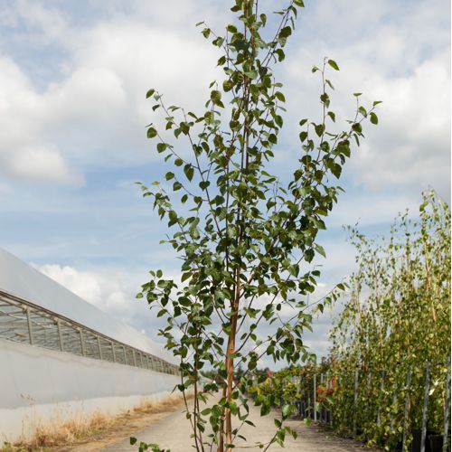 [P] Betula utilis jacquemontii cont. 25L 150-200 cm multi-troncs