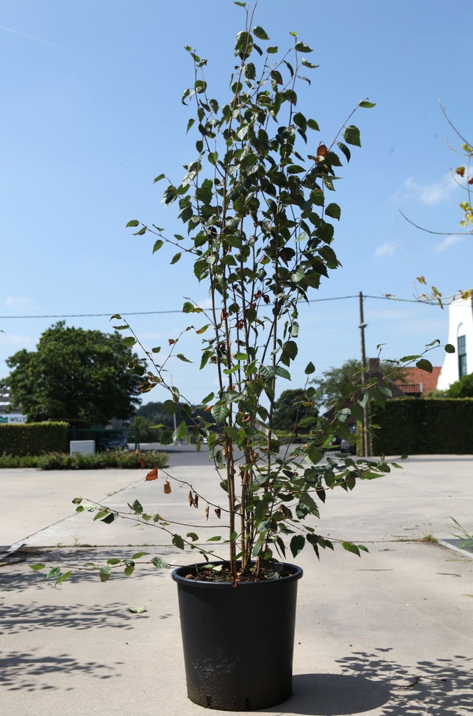 [P] Betula utilis jacquemontii cont. 25L 150-200 cm multi-troncs