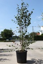Betula utilis jacquemontii cont. 25L 150-200 cm multi-troncs