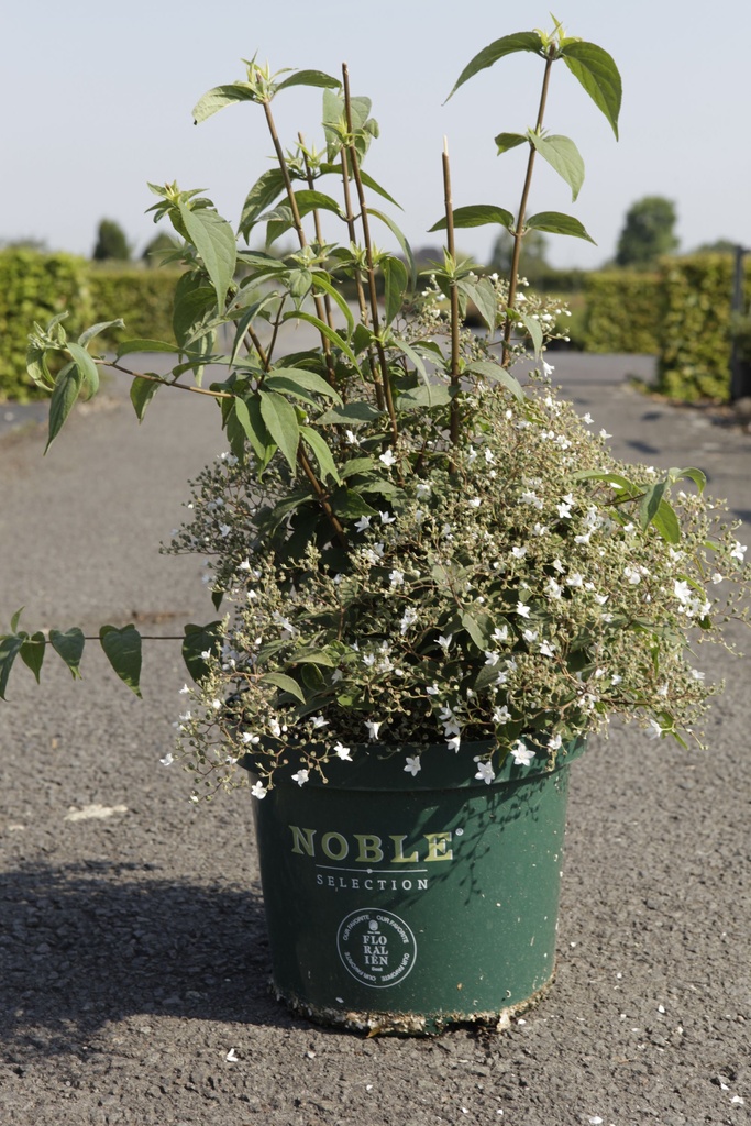 Deutzia setchuenensis corymbiflora Noble® cont. 10L 50-60 cm +p