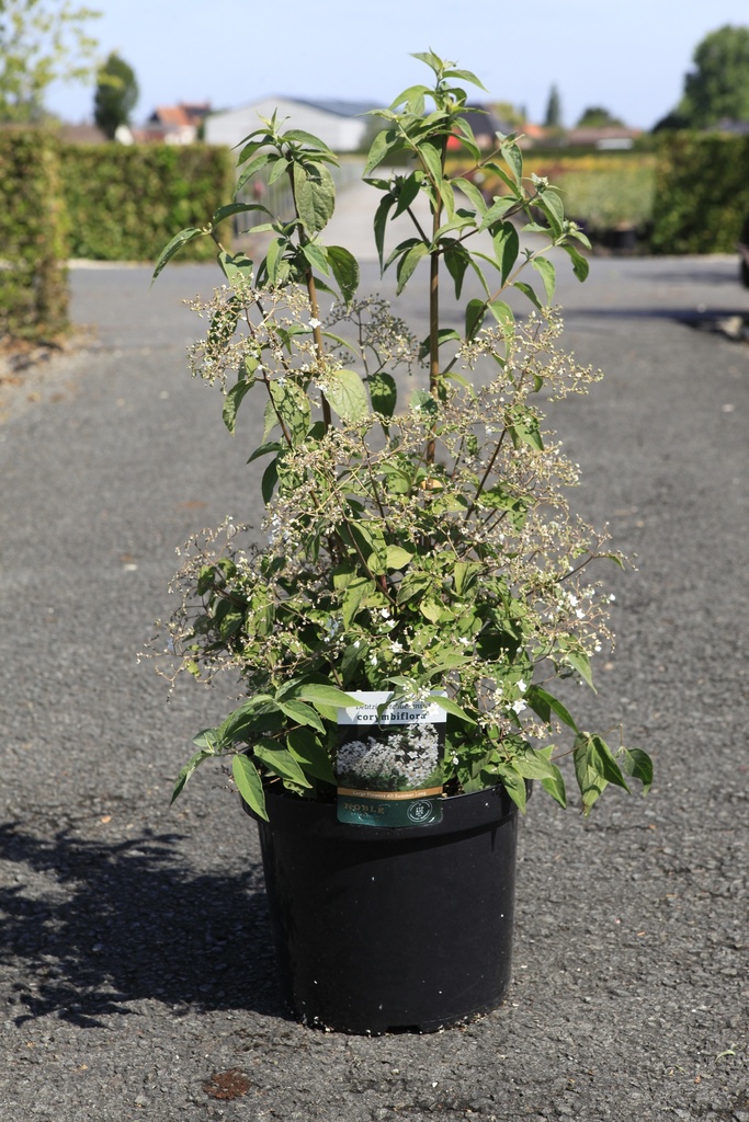 Deutzia setchuenensis corymbiflora cont. 10L 50-60 cm +B