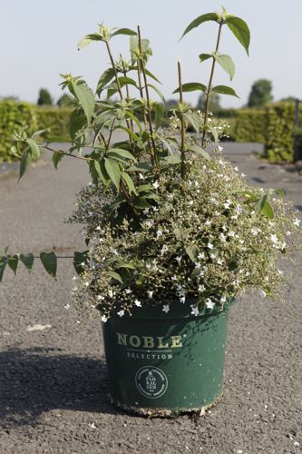 [P] Deutzia setchuenensis corymbiflora cont. 10L 50-60 cm +p