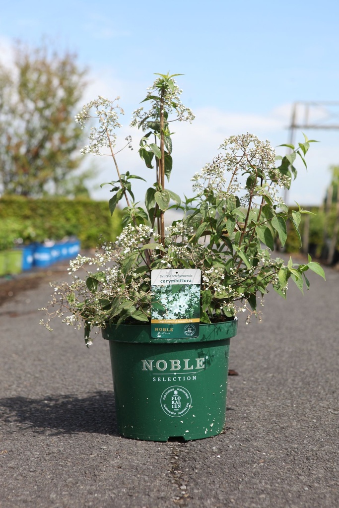 Deutzia setchuenensis corymbiflora cont. 10L 50-60 cm +p