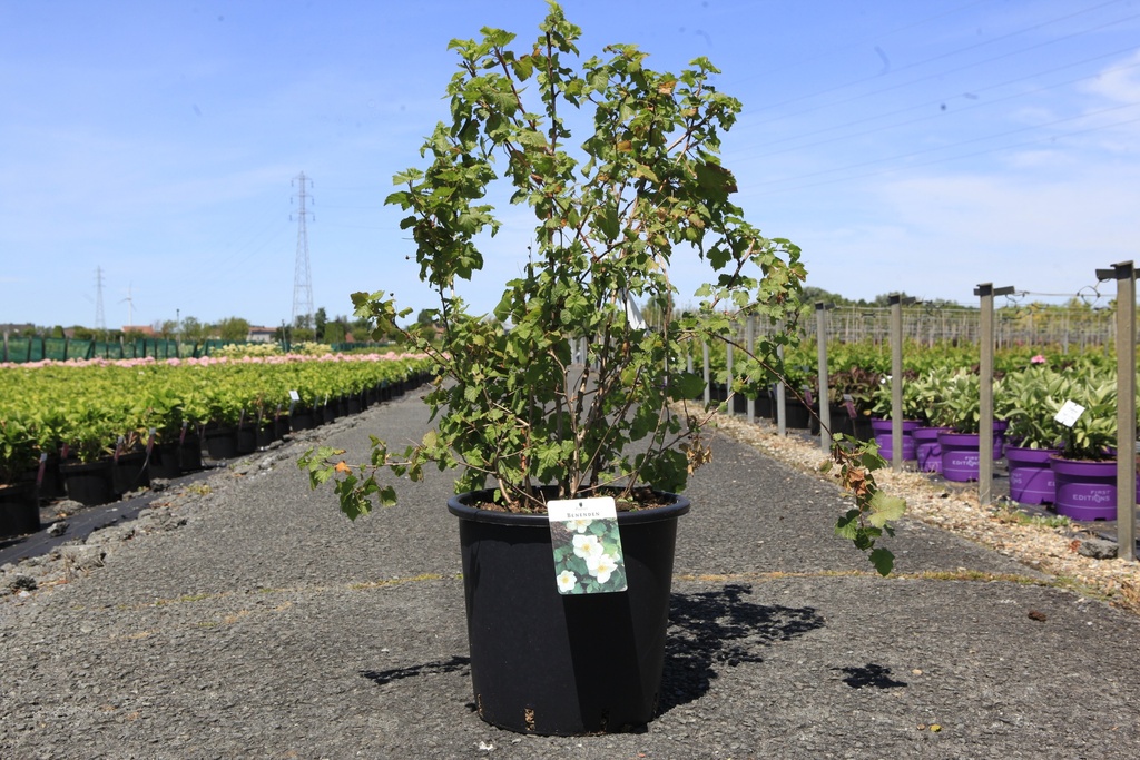 Rubus 'Benenden' cont. 10L 80/+ cm +B
