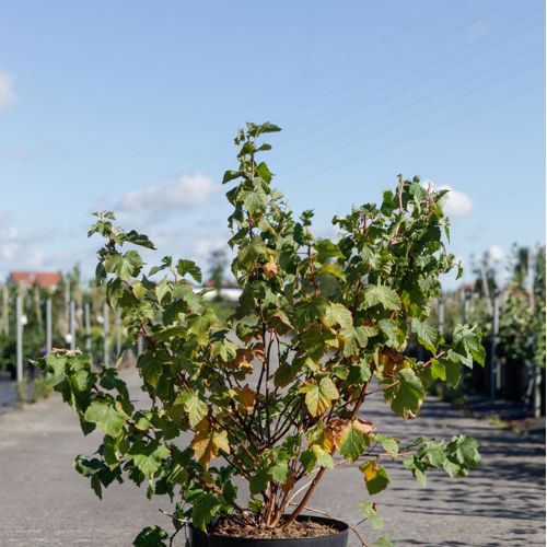 Rubus 'Benenden' cont. 10L 80/+ cm +p