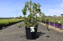 Rubus 'Benenden' cont. 10L 80/+ cm +B