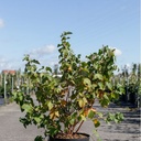 Rubus 'Benenden' cont. 10L 80/+ cm +p