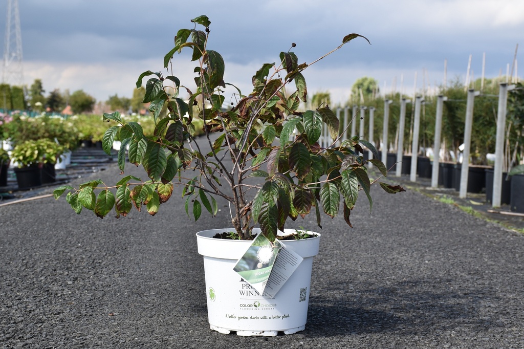 [P] Cephalanthus occidentalis Proven Winners® 'Sugar Shack®' (PBR) cont. 10L deco 40-50 cm +f