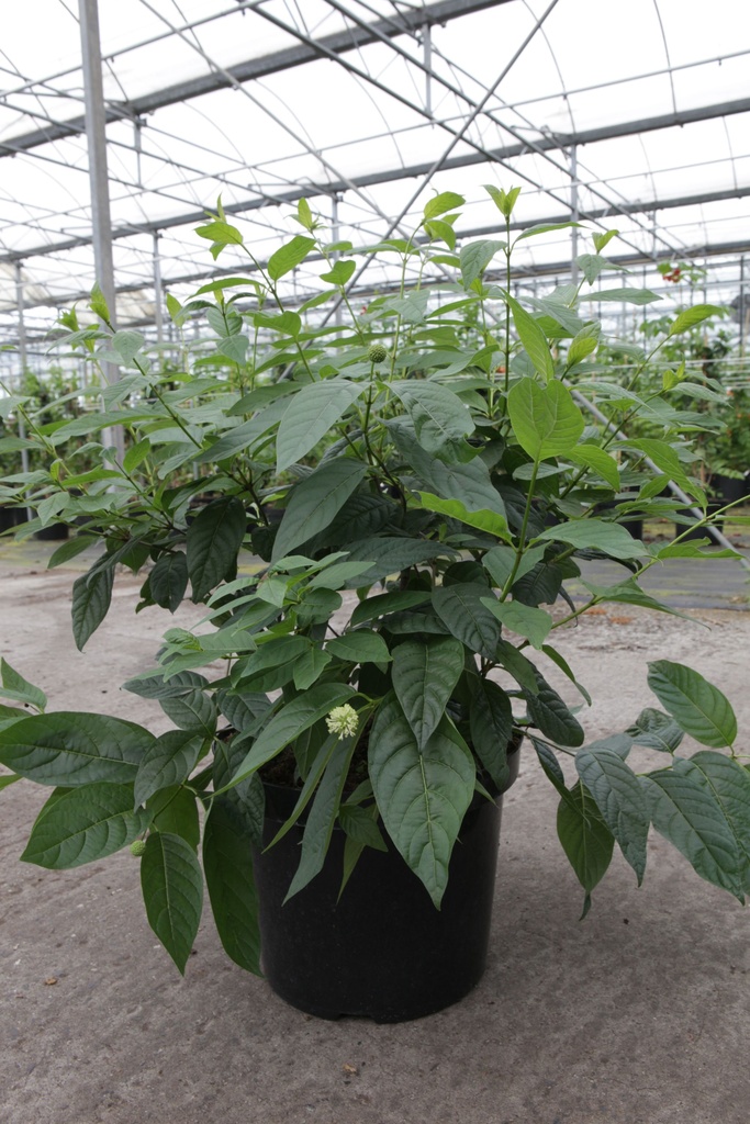 Cephalanthus occidentalis Proven Winners® 'Sugar Shack®' (PBR) cont. 10L deco 40-50 cm +f