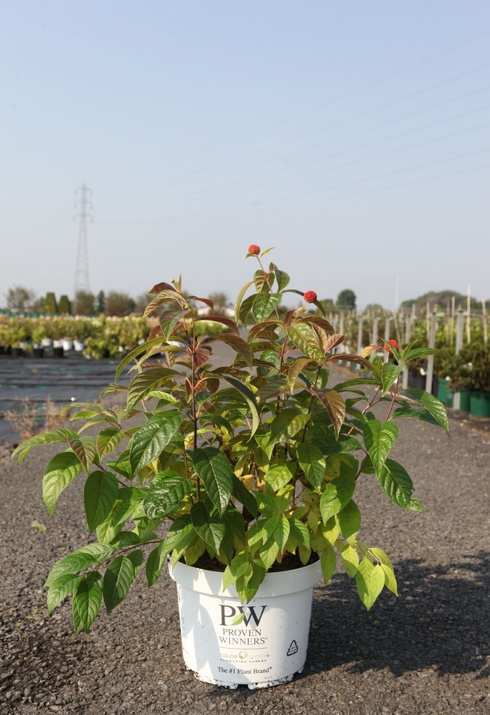 [P] Cephalanthus occidentalis Proven Winners® 'Sugar Shack®' (PBR) cont. 10L deco 40-50 cm +p