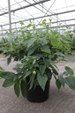 Cephalanthus occidentalis Proven Winners® 'Sugar Shack®' (PBR) cont. 10L deco 40-50 cm +f