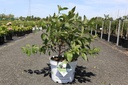 Cephalanthus occidentalis Proven Winners® 'Sugar Shack®' (PBR) cont. 10L deco 40-50 cm +p