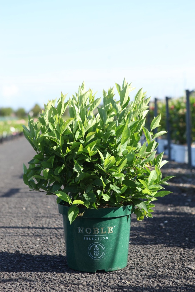 [P] Itea virginica LITTLE HENRY (PBR) cont. 10L 40-50 cm +B