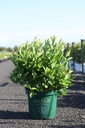 Itea virginica LITTLE HENRY (PBR) cont. 10L 40-50 cm +ф