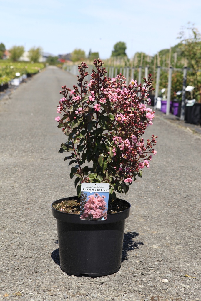 [P] Lagerstroemia indica 'Rhapsody in Pink' cont. 10L 60-80 cm +ф