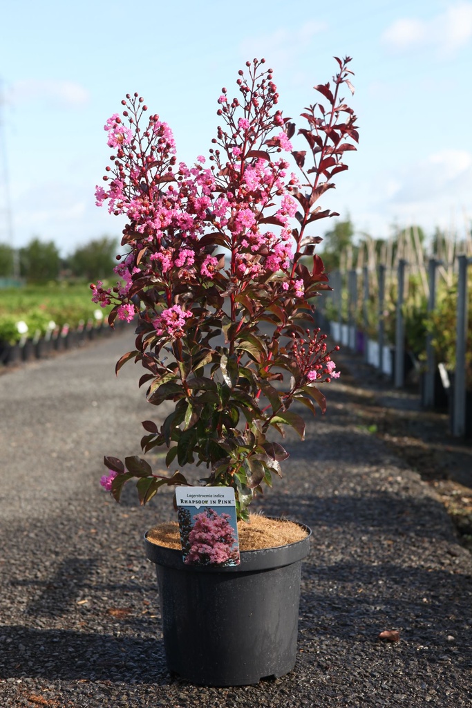 Lagerstroemia indica 'Rhapsody in Pink' cont. 10L 60-80 cm +p