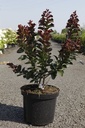 Lagerstroemia indica 'Rhapsody in Pink' cont. 10L 60-80 cm +ф
