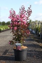Lagerstroemia indica 'Rhapsody in Pink' cont. 10L 60-80 cm +B