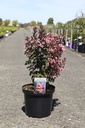 Lagerstroemia indica 'Rhapsody in Pink' cont. 10L 60-80 cm +p