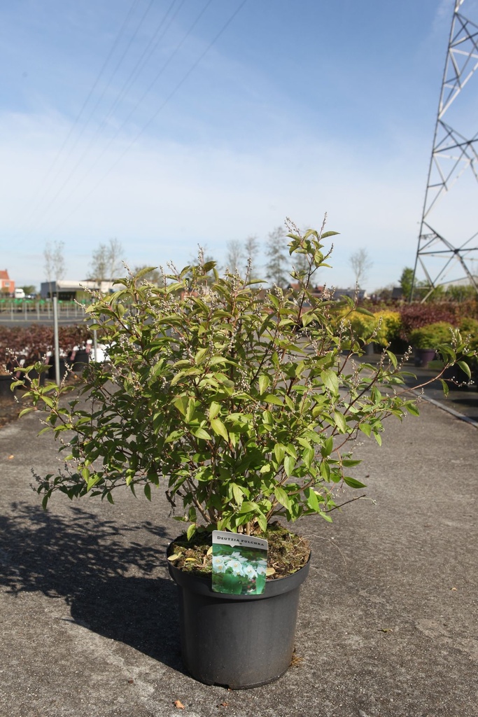 [P] Deutzia pulchra cont. 10L 60-80 cm +ф