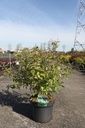 Deutzia pulchra cont. 10L 60-80 cm +ф