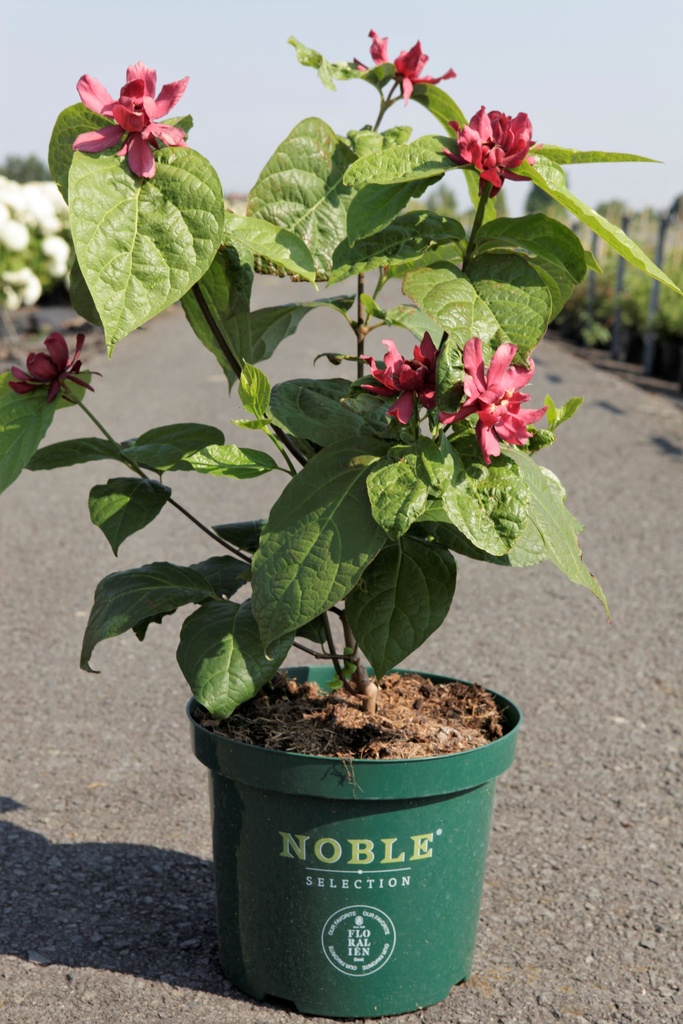 Calycanthus raulstonii 'Hartlage Wine' cont. 10L deco 80/+ cm +p