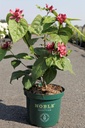 Calycanthus raulstonii 'Hartlage Wine' cont. 10L deco 80/+ cm +p