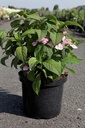 Hydrangea serrata 'Veerle' (PBR) cont. 10L 40-50 cm +B
