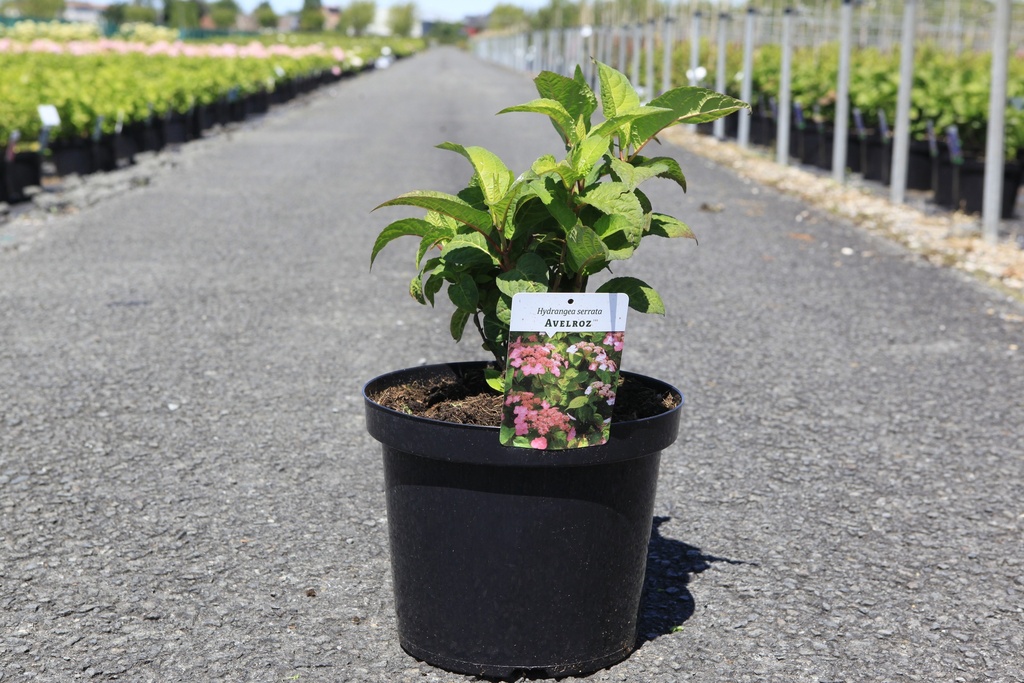 Hydrangea serrata AVELROZ (PBR) Kont. 10L 60-80 cm +B
