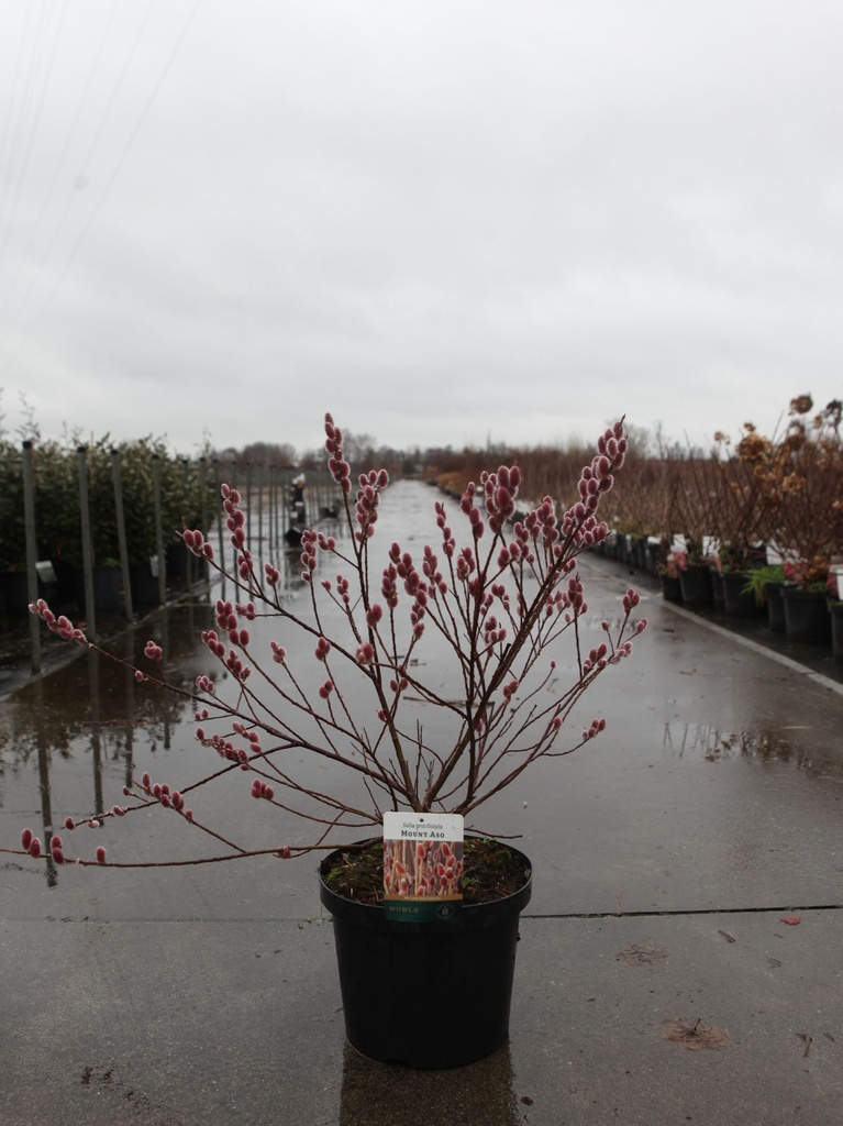 Salix gracilistyla 'Mount Aso' cont. 10L 80/+ cm +ф
