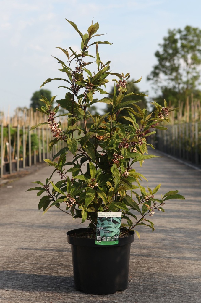 Callicarpa kwangtungensis cont. 10L 60-80 cm +ф