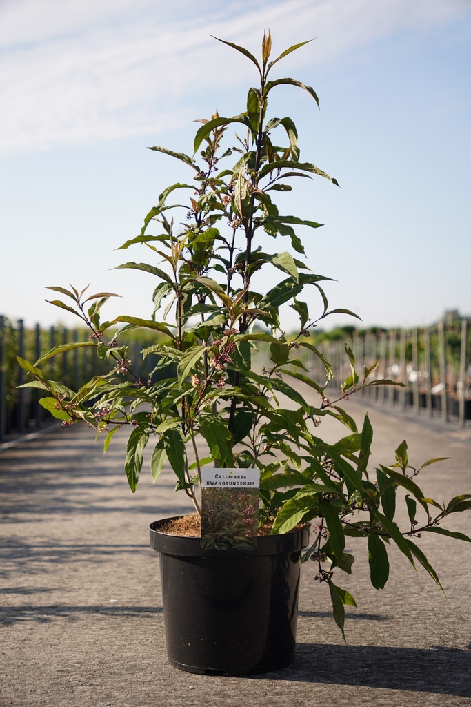 [P] Callicarpa kwangtungensis cont. 10L 60-80 cm +f
