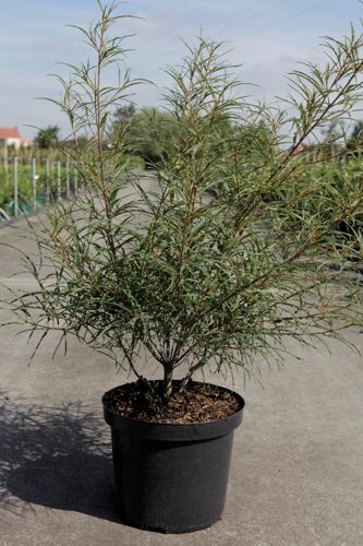 [P] Frangula alnus 'Aspleniifolia' cont. 10L 80/+ cm +B