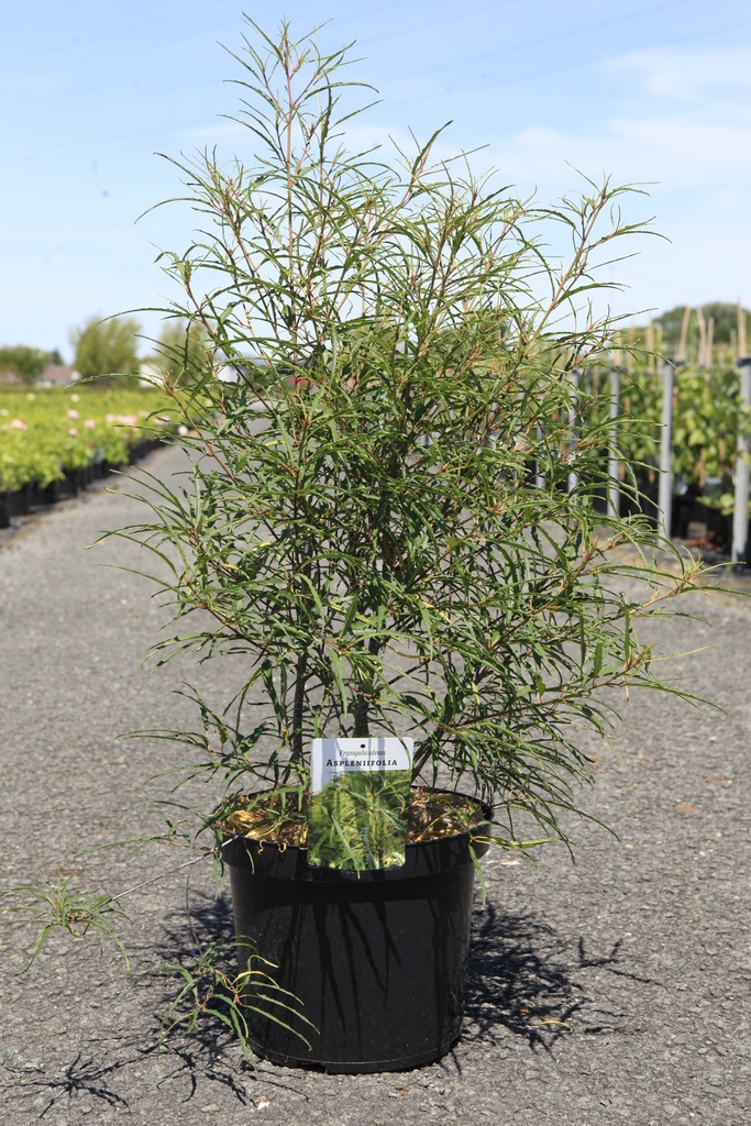 [P] Frangula alnus 'Aspleniifolia' cont. 10L 80/+ cm +f