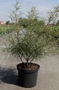 Frangula alnus 'Aspleniifolia' cont. 10L 80/+ cm +ф