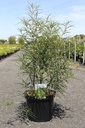 Frangula alnus 'Aspleniifolia' cont. 10L 80/+ cm +f