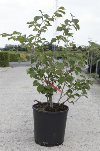 [P] Hamamelis intermedia 'Diane' cont. 18L 80-100 cm +B