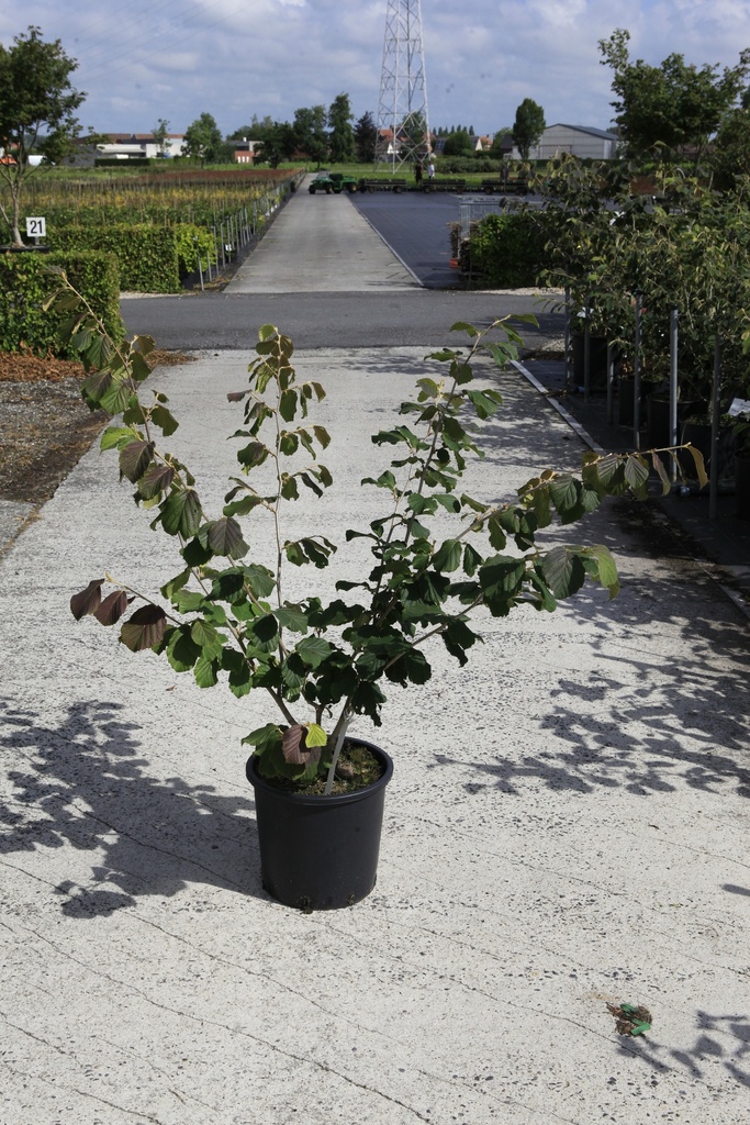 Hamamelis intermedia 'Diane' cont. 18L 80-100 cm +f